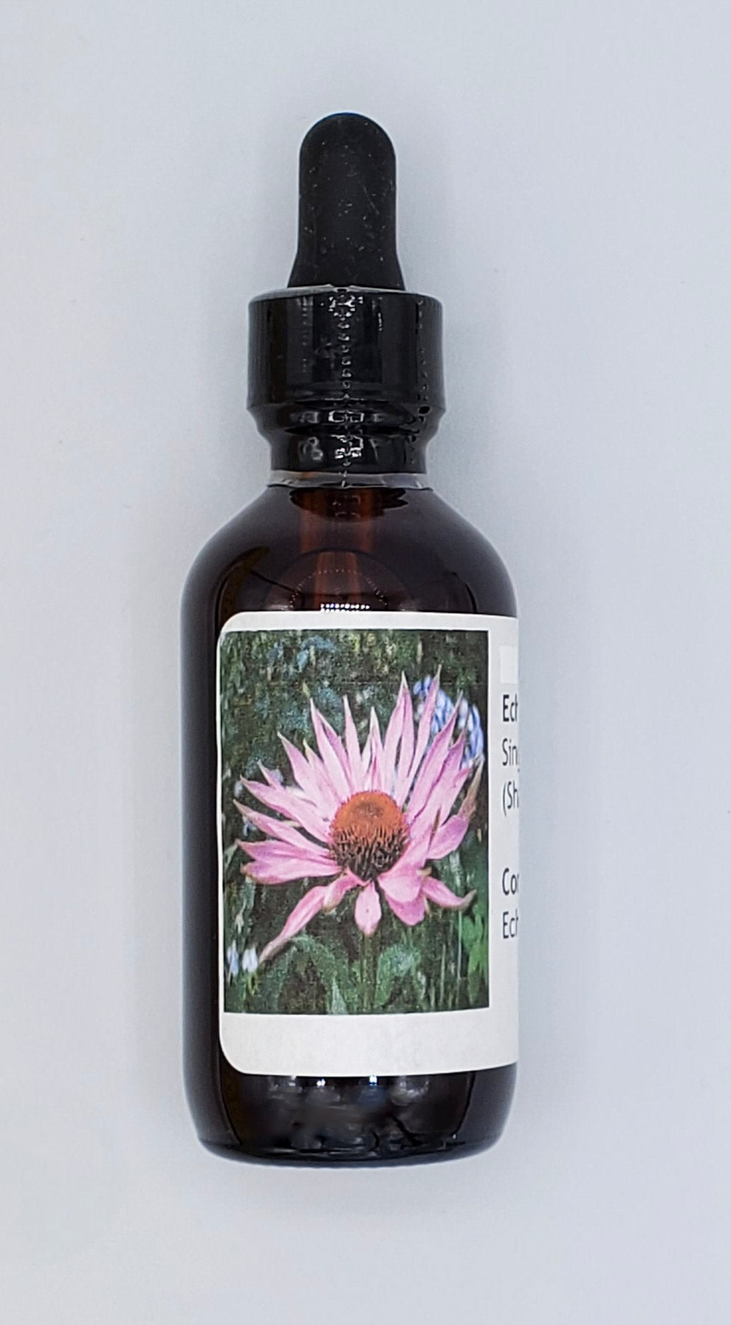 Echinacea